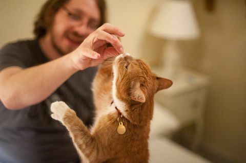 en mand fodrer en ingefær kat en godbid fra hans hånd, fokus er på katten og mandens hånd