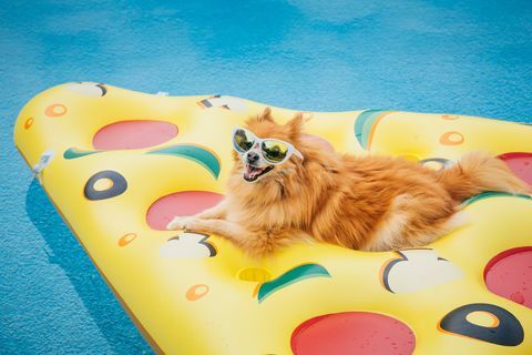 pomeranian hund på pool flyde hund iført solbriller, hund på ferie, flydende i en swimmingpool på en pizzaformet poolflåde konceptuelt billede til afslapning, arbejdsdag, mindedag, fjerde juli og sommer sjovt