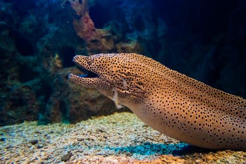 Moray ål. Gymnothorax miliaris