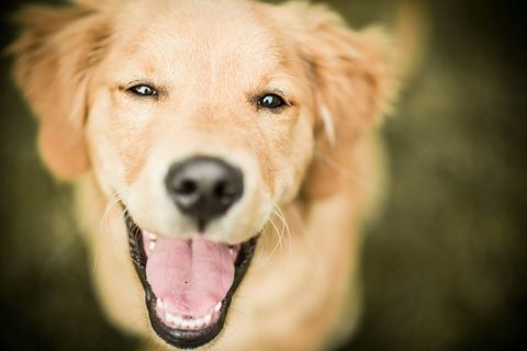 Glad labrador hund smilende