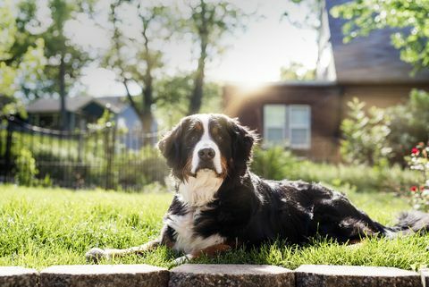 en kongelig bernese bjerghund sidder i solen