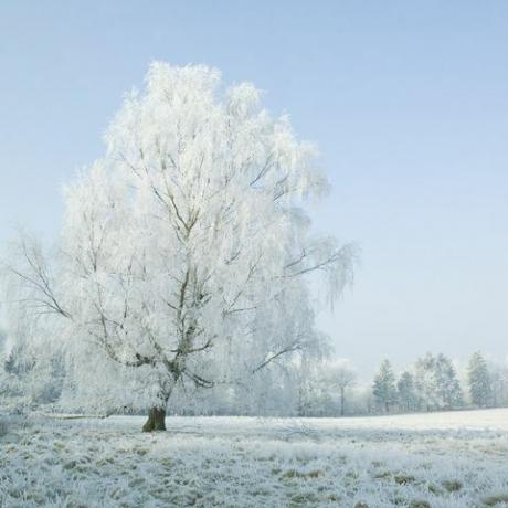 frost træ felt