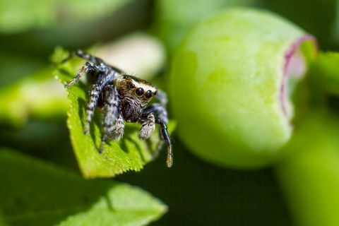 Portræt af en springende edderkop (Salticus scenicus)