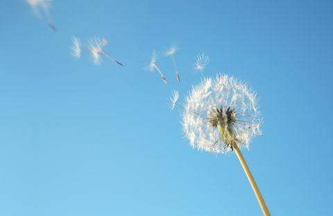 Mælkebøns pollen i vind mod blå himmel