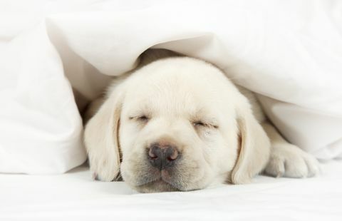 Labrador-hvalp, der sover i en seng