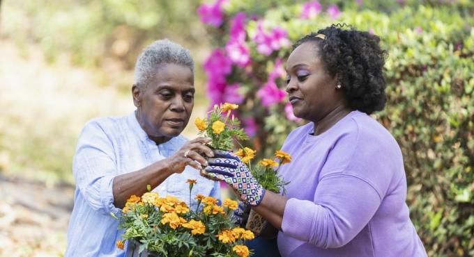 en senior afroamerikansk kvinde og hendes voksne datter, der laver have sammen i baghaven, moderen holder en bakke med orange blomster på skødet og rækker en af ​​blomsterne til sin datter