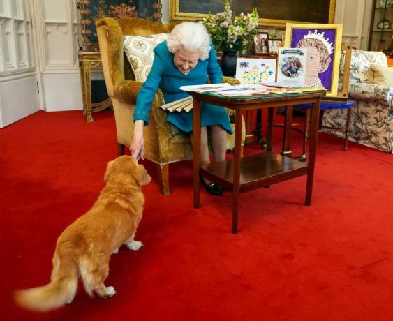 Hvad sker der med dronning Elizabeths hunde, nu hvor hun er død?