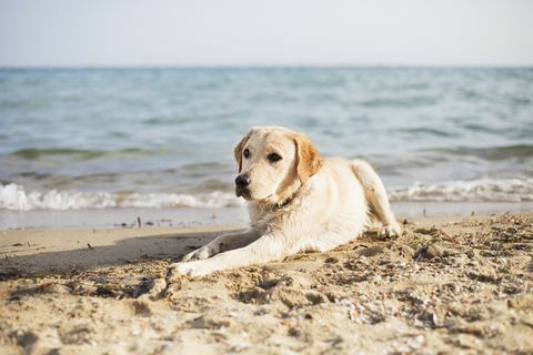 Hund liggende på stranden