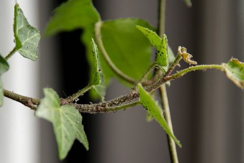 bladlus på stueplanten