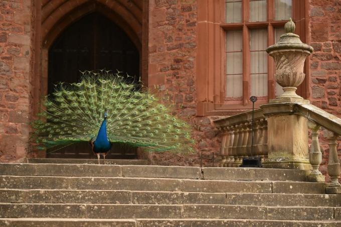 en påfugl viser sine halefjer på powis castle, wales