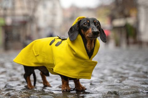 sød gravhund, sort og solbrun, klædt i en gul regnfrakke står i en vandpyt på en bygade