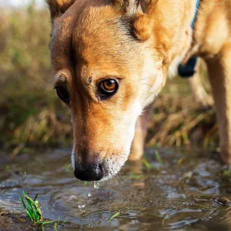 hvorfor man ikke skal lade hunde drikke af vandpytter