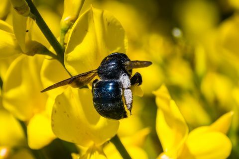 Bee-bestøvende spansk kost (Spartium junceum) blomster