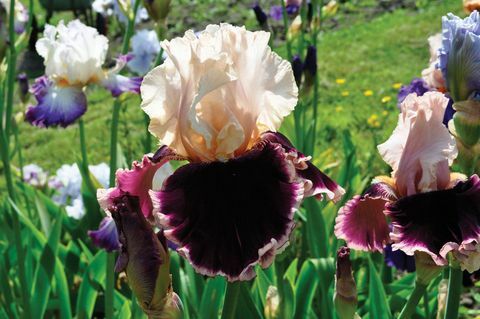 iris blomst