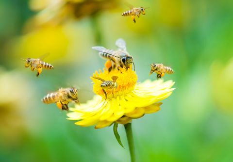 Den Europæiske Union forbyder udendørs brug af bee-skadelige pesticider