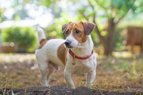 portræt af jack russell terrier en hund, der leger i baghaven i lyset af et morgensolopgangskæledyr om sommeren