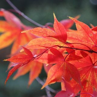 Japansk ahorn – Acer palmatum 'Osakazuki'