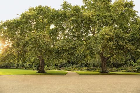 buckingham palace gardens afsløret i en ny bog
