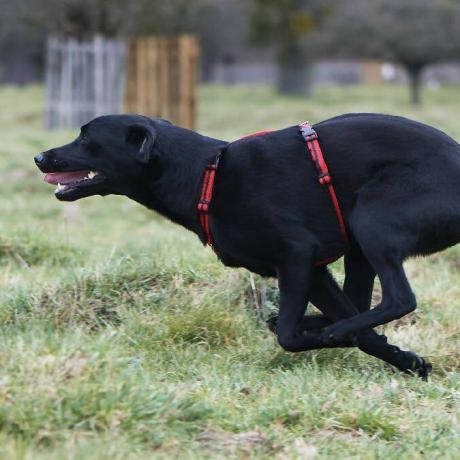 Hundesele i rød og brun stribe ML