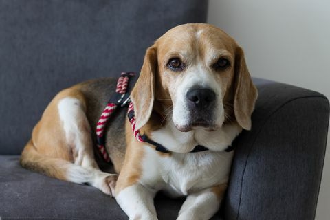 beagle hund