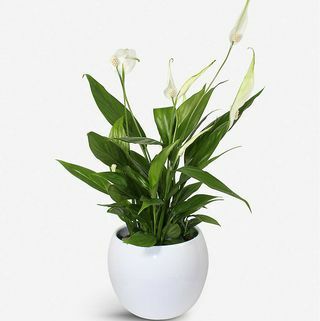 Peace Lily potteplante