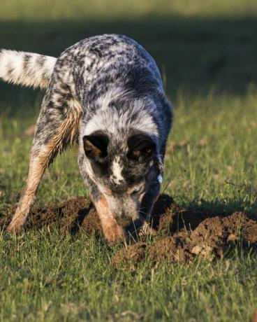 australsk kvæghund blå hæler graver et hul i græsset