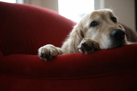 Golden retriever hund liggende på sofaen, close-up