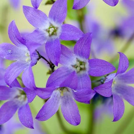 Campanula