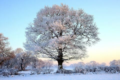 Træ dækket af sne