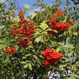 Rowan – Sorbus aucuparia