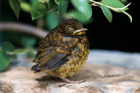 Hvad skal man gøre, hvis man finder en babyfugl på jorden - Hvordan man skal passe på smuglende fugl