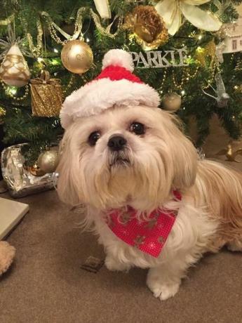 Foto af festlige julehunde