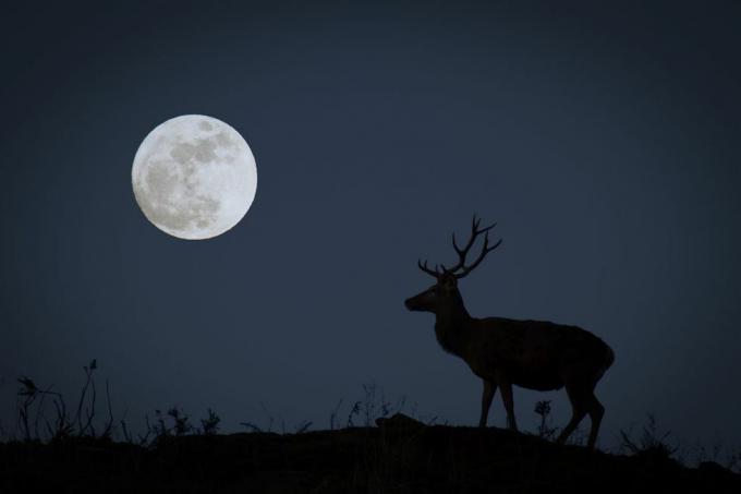 fuldmåne med buk i silhuet, der repræsenterer oktobers jægermåne