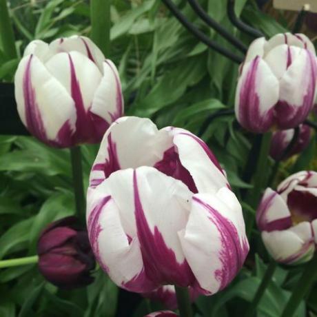 lilla og hvid tulipan