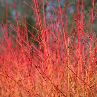 Cornus sanguinea 'Midvinterbrand'