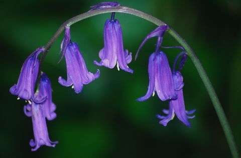 Nærbillede af blåklokkeblomst