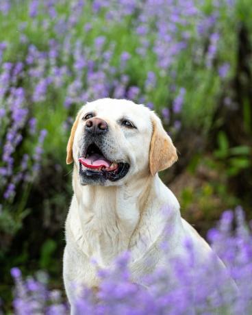 portræt af en gul labrador retrieverhund, der sidder i et lilla lavendelfelt