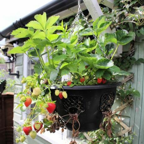 hvad man skal lave i haven i marts jordbær