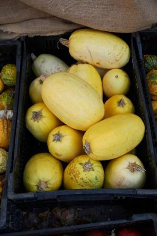 gul spaghetti squash i kasser