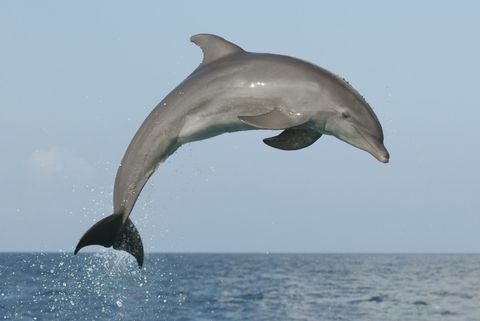springende delfin