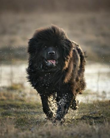 en glad newfoundlandshund løber ud af en vandpyt vovsen er våd, vanddråber falder fra håret udendørs foto