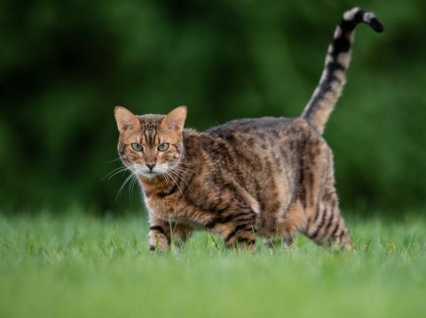 portræt af kat, der står på græsklædte felt