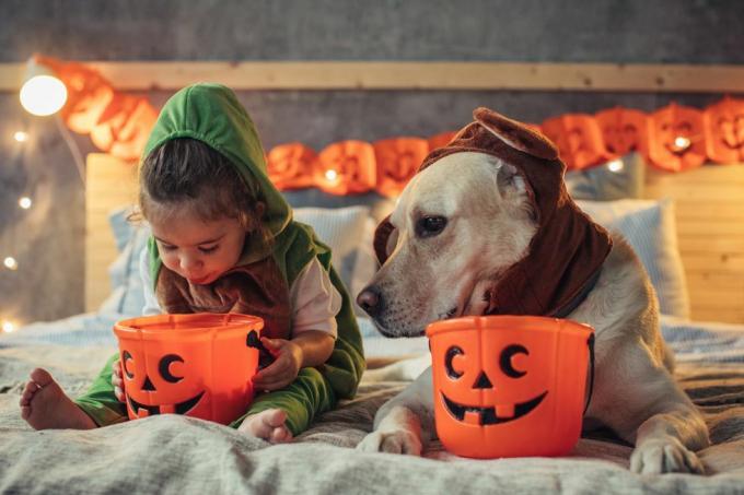 Hund, Canidae, Hunderace, Selskabshund, Kødæder, Whippet, Fawn, Italiensk mynde, 