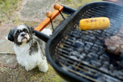 hund ser på grill