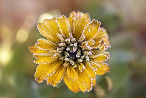 Frostet gul Rudbeckia-blomst også kendt som Coneflower