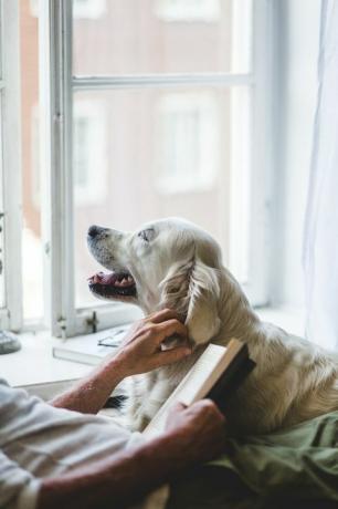 midsektion af senior mand, der stryger hund, mens han holder bog på sengen derhjemme