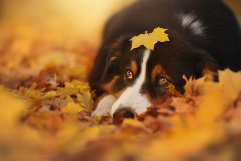Denne fotograf tager de mest fantastiske fotos af hunde, der nyder efteråret
