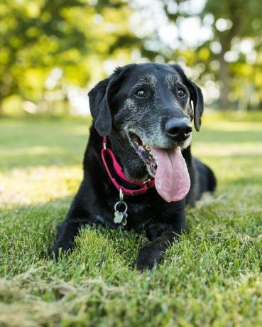 en senior labrador retriever hund ligger ned i græsset i en park udendørs