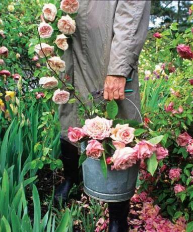 mand i grøftfrakke og støvler, der holder en spand med arvestykke roser i en have
