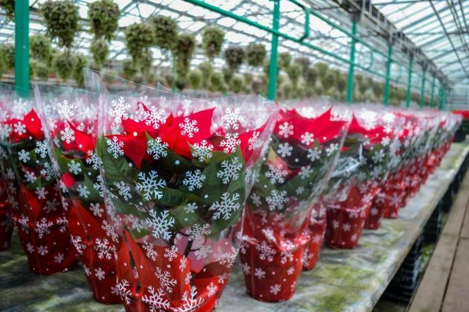 julesalg af lyse røde julestjerne blomster i festlig emballage med snefnug et stort antal blomster i potter er i drivhuset ferie forberedelser, gaver, dekorationer